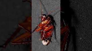 Hissing American Cockroach  4K Close Up  Hissing Cockroach sound effect  Sound of Cockroach [upl. by Elocyn159]