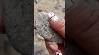 plate of crinoid with ultra rare sea urchin spines beach fossil fossilhunting [upl. by Lexie492]