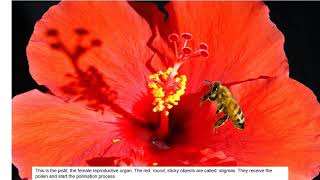 The Bee and the Flower  How Flowers Reproduce [upl. by Hu]