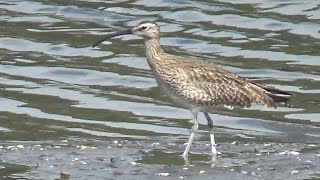 Eurasian Whimbrel  Numenius phaeopus  eat crab in Spring 2024 [upl. by Virgilia]