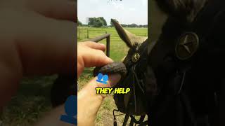 Surprising Trick to Calm Horses Ever Heard of These Earplugs [upl. by Atreb207]