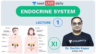 Endocrine System  Lecture 1  Class 11  Unacademy NEET  LIVE DAILY  NEET Biology  Sachin Sir [upl. by Arrakat]