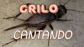 GRILO CANTANDO grilo grilocantando [upl. by Akemahc384]