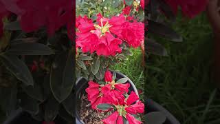 Rhododendrons flowers bloom in my garden shortfeed enjoyeverymoment flowers victoria australia [upl. by Dom549]