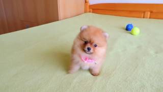 Female Pomeranian Puppy for Sale [upl. by Rox602]