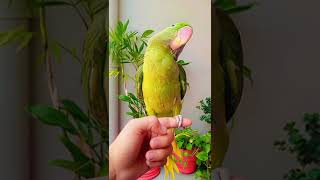 RAW PARROT TALKING TRAINING MITHUU MITHUU parrottalking [upl. by Maher204]