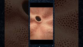 TRYPOPHOBIA Holes TEST Can you pass it 😳 trypophobia [upl. by Yablon]