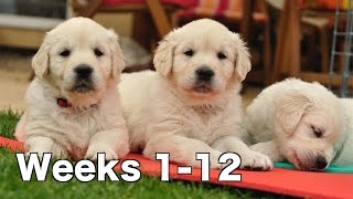 Golden Retriever Puppy Dogs Growing Weeks 112 [upl. by Naeroled144]