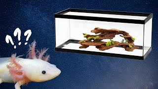 New Axolotl Checklist – What Do I Need for My New Axolotl [upl. by Asirral]