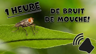 ASMR  1 heure de bruit de mouche  🪰 [upl. by Crofoot]