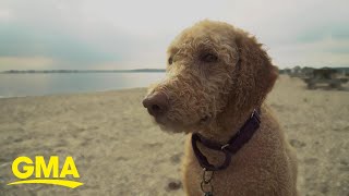 Labradoodle breeder says he created a monster  GMA [upl. by Thomas552]