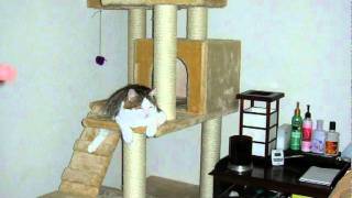 How To Make A Cat Tree [upl. by Neelahtak]