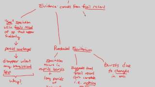 Macroevolution  Rate of Speciation I  BIALIGYcom [upl. by Clein326]