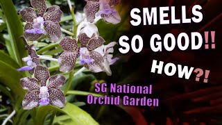 National Orchid Garden Walkabout – Fragrant Orchids Abound [upl. by Nassi]