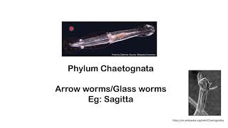 Phylum Chaetognatha Arrow wormsglass worms [upl. by Tasha]