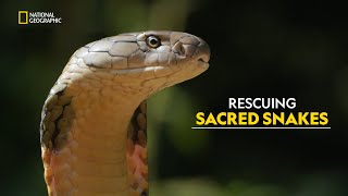 King Cobra Rescue  Search For King Cobra  हिंदी  S1  E1  Nat Geo [upl. by Nahte884]