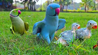 Parrot Talking and Dancing with Baby Parrot [upl. by Erusaert]