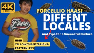 Porcellio haasi Different locales and tip for a successful culture [upl. by Artap]