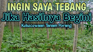 KECEWA TANAM PORANG JIKA TERNYATA HASILNYA BEGINI [upl. by Neeoma569]