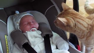 Cats Meeting Babies for the FIRST Time NEW Compilation [upl. by Ateekan]