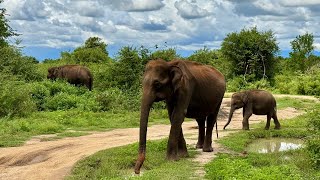 Udawalawe National Park Sri Lanka 🇱🇰 [upl. by Avehsile]