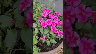 Beautiful Impatiens flower floweringplant flowers pretty viralshorts flowerpot impatiens [upl. by Nale]