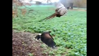 HARRIS HAWK FALCONRY [upl. by Andriana]