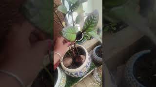 Cutting se grow Eranthemum plant ki care [upl. by Clarisa]