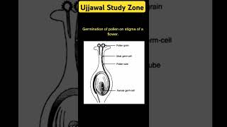 Germination of pollen on stigma of a flower shorts [upl. by Japeth]