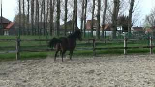 De Houtmeerschen PRODHM  Laminitis 2 After treatment [upl. by Bassett306]