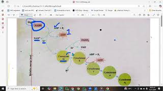 Respiratory chain  ETC  Electron Transport chain 1st year Biology  Oxidative phosphorylation [upl. by Wayolle284]