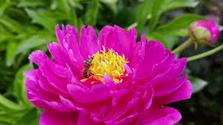 honey bee on purple peony closeup view [upl. by Diskin]