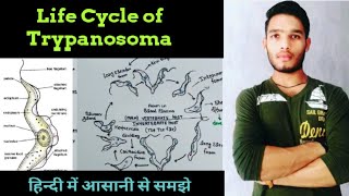 Life Cycle of Trypanosoma [upl. by Akcirderf]