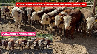 ROSSIYADAN SMENTAL VA GEREFORD BUQALAR KELDI JUDA ARZON NARXLARDA ULGURIB QOLING [upl. by Lussi63]