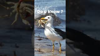 A largest sea bird Albatross can sleep even while flying [upl. by Derfniw]