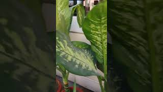 Dieffenbachia seguine gardenplants gardenlove gardeninggarden [upl. by Analah]