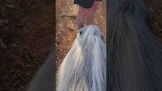 Close Encounter With A Bushpig In South Africa [upl. by Lomax]