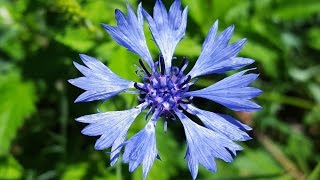 Cornflower Blue Centaurea Cyanus 💙 Images with Cornflowers  Flower 3 [upl. by Notnilc]