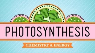 Photosynthesis Crash Course Biology 8 [upl. by Mcclelland318]