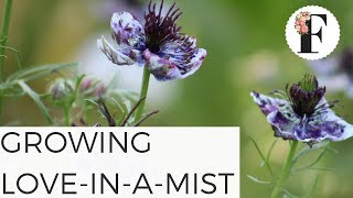 How to Grow LoveinaMist Nigella Growing Flowers from Seed Gardening for Beginners Cut Flower Farm [upl. by Roselane]