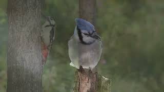 Birds and Brews Event in Marquette [upl. by Deron]