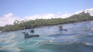 Diving with penguins in Galapagos Islands Ecuador [upl. by Airalednac576]