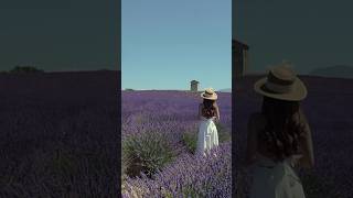 I left a piece of my heart in Provence France 💜✨ lavender provence manosque valensole [upl. by Canute]