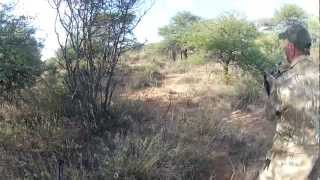 Eland hunt Walk and Stalk Eland bull hunt Kalahari Bray [upl. by Ahsinrat]