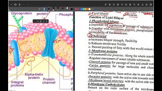 Lecture 3 Physiology 1 [upl. by Fates217]