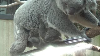 コアラ赤ちゃんが可愛い♥ Cute koala baby and family 346【Cute animal baby videos】【こども動物自然公園】 [upl. by Alisa]