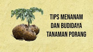 Tips Menanam dan Budidaya Porang dari Tanah hingga Panen [upl. by Diannne665]