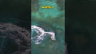 ATAQUE DE TUBARÃO MARTELO EM OUTRO TUBARÃO animalplanet discovery shark tubarao pesca aquario [upl. by Nosidda578]