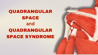 Quadrangular space amp Syndrome Causes Symptoms and Management  Doctor Speaks [upl. by Annoyi248]