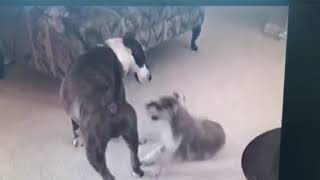 Mini Schnauzer VS Pitbull [upl. by Ilatan]